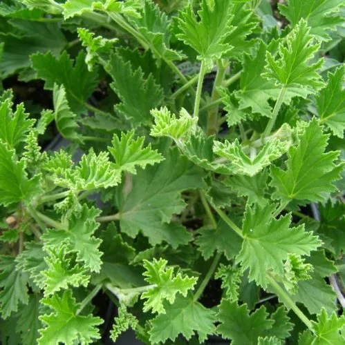 Citronella oil - Certified Organic 4